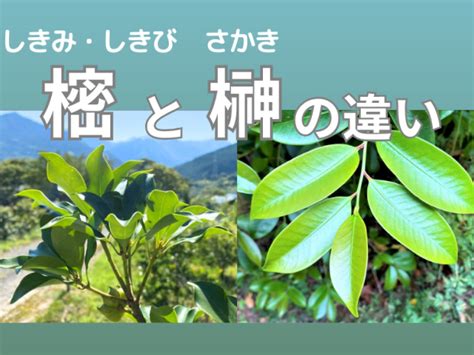 香花|香花と榊の違いとは？違いを解説